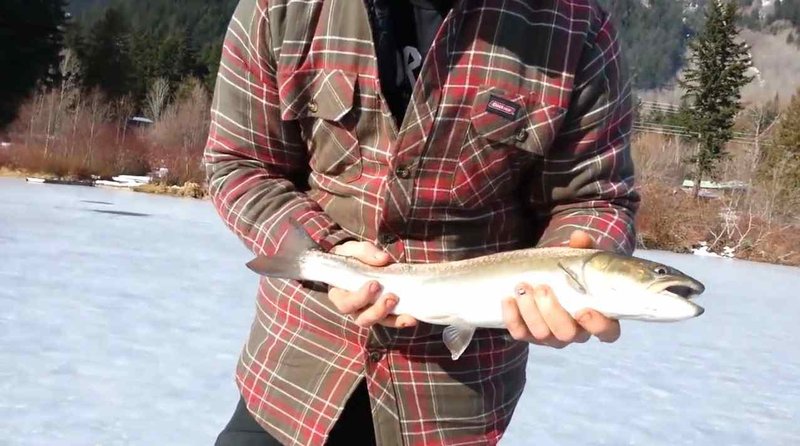 Guide to ice fishing live demo